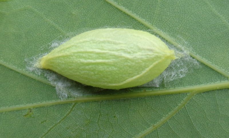 Bozzolo di Bena bicolorana (Nolidae) su Quercus robur